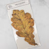 Hester & Cook Oak Leaf Table Accent - Putti Celebrations & Partyware