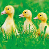 Spring Chicks Greeting Card
