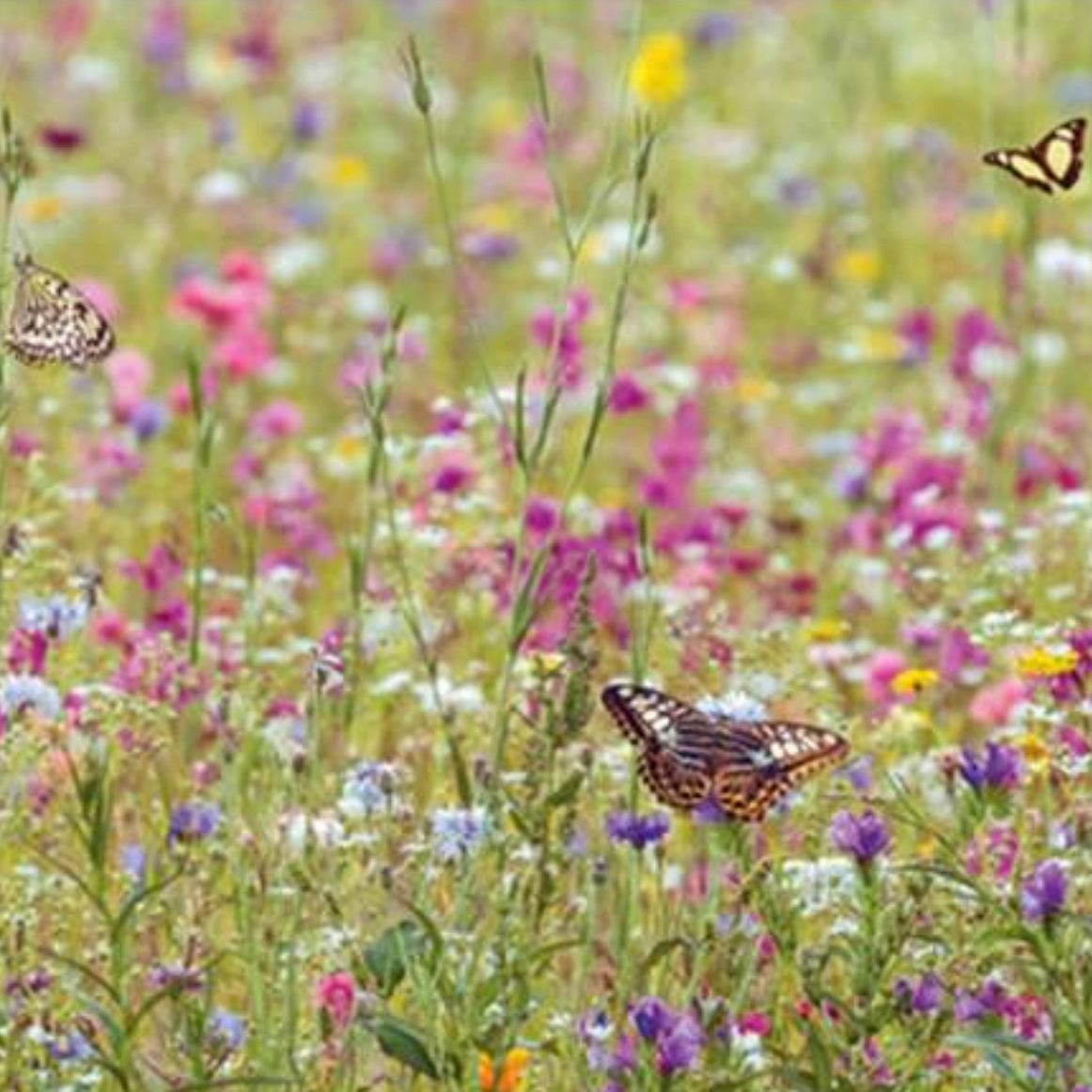 Meadow with Butterflies Greeting Card