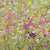 Meadow with Butterflies Greeting Card