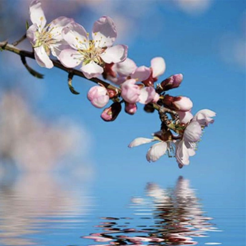 Cherry Blossom Greeting Card