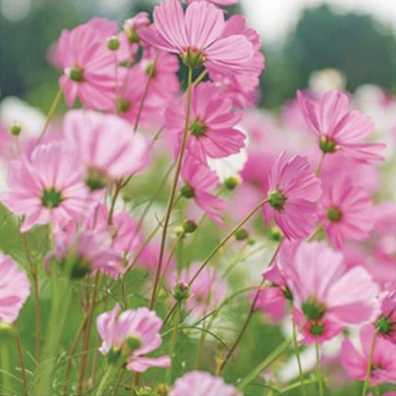 Cosmos Greeting Card