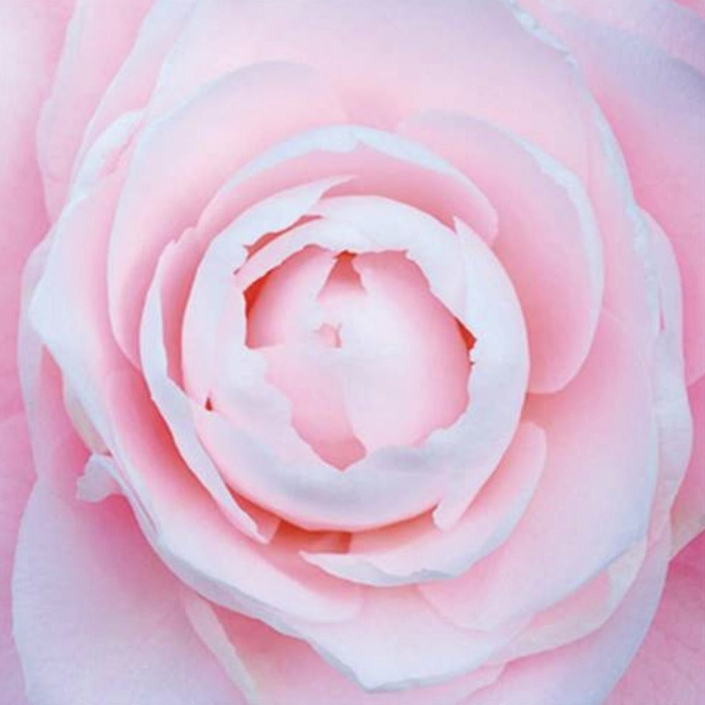 Pink Peony Greeting Card