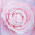 Pink Peony Greeting Card