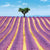 Lavender Fields Greeting Card | Putti Fine Furnishings 