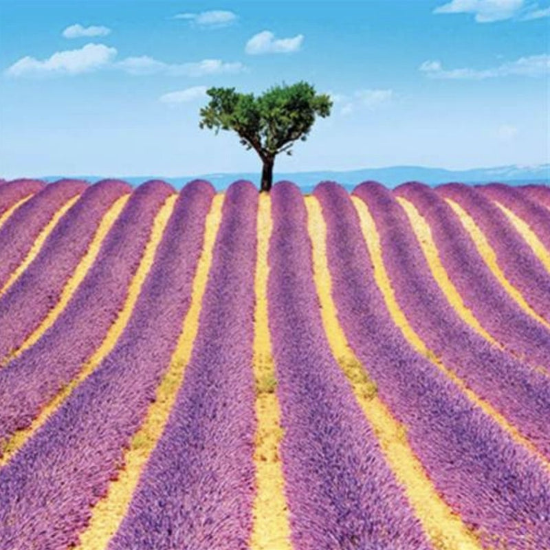 Lavender Fields Greeting Card | Putti Fine Furnishings 