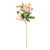Pink Helleborus Stem