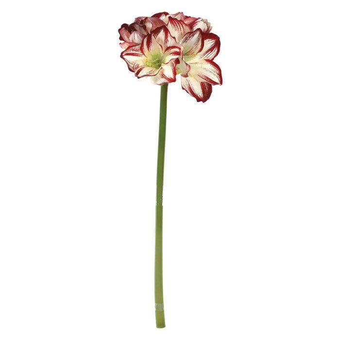 Sullivan's Red and White Christmas Amaryllis Blossom Stem | Putti Christmas 