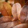 Fall Leaves Stems