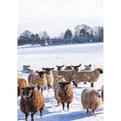 Ling Design - Christmas Animals Boxed Christmas Cards